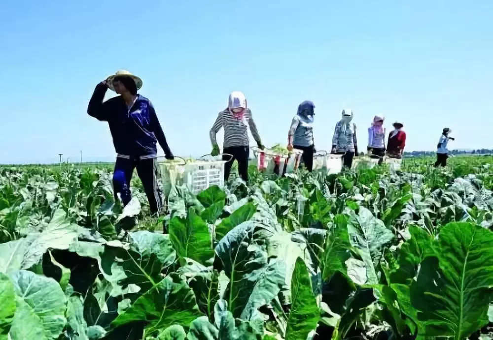 為什么要使用更多的有機(jī)肥料？看完你就明白了！